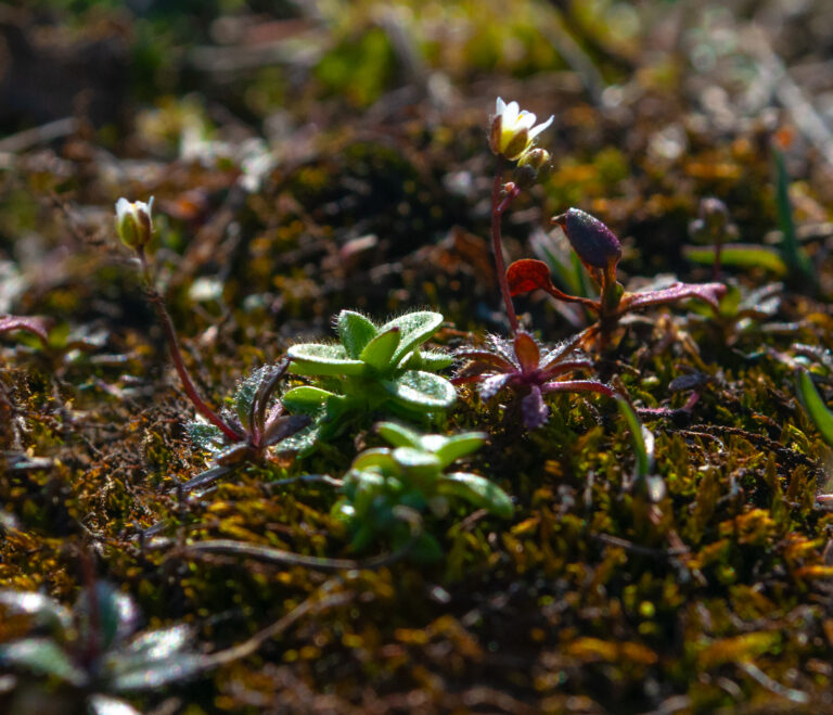Succulent