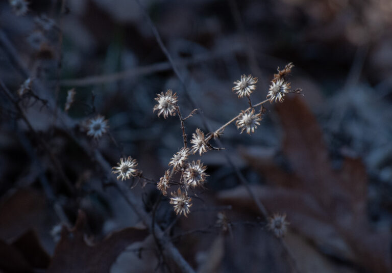 Beauty in Decay